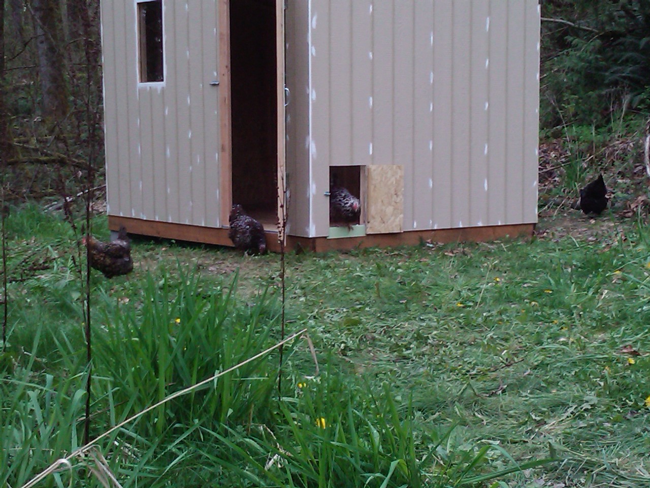 Chicken coop | Mo Bloggin'