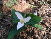 The trillium are blooming out in the woods - proof of spring!