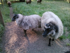Pebbles (on right) with Fergus as a lamb.  