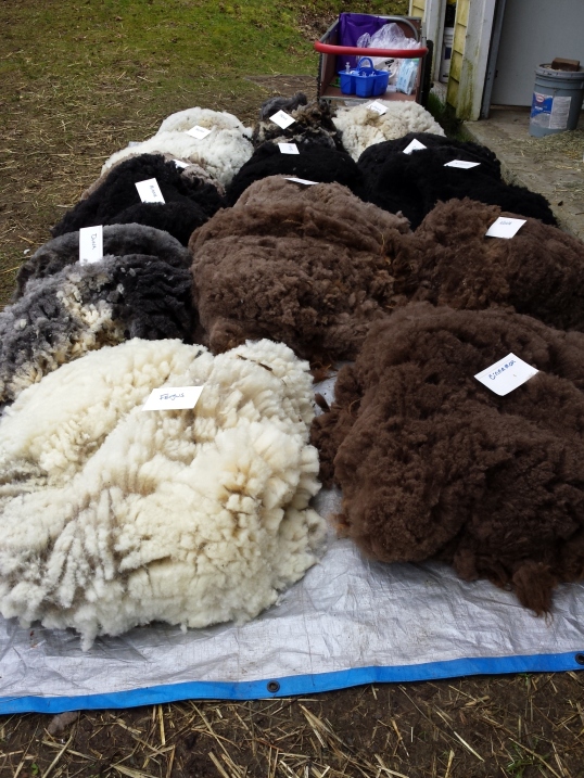 Now my work begins: 14 beautiful fleeces to skirt and ready for selling and/or processing.