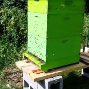 This hive, from the super healthy package installed in April, was so huge the dog crate was nearing collapse with the weight.