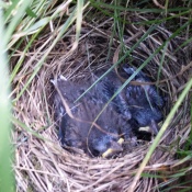 Less than a week after I found them; another few days and they would be fledged.
