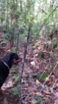 The back fence is pretty loose, and crunched by the bear's exit. Daisy gets SO excited when I clap my hands.