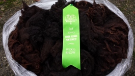 I entered some fleeces in a local fiber show and N-Kerry's fleece got 3rd place in a very large class of Shetlands.