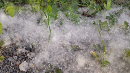 There were drifts of it; enough for several square miles of cottonwood forest in those seeds.